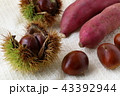 秋の味覚（栗・さつまいも） 43392944