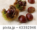 秋の味覚（栗） 43392946