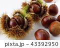 秋の味覚（栗） 43392950