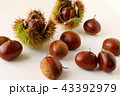 秋の味覚（栗） 43392979