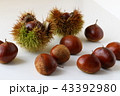 秋の味覚（栗） 43392980