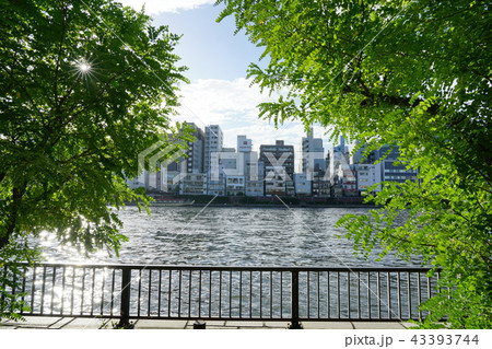 隅田川 43393744