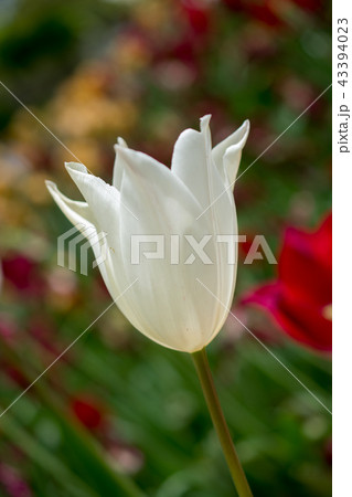 Colorful tulip flower bloom in the garden Colorful tulip flower bloom in the garden 43394023
