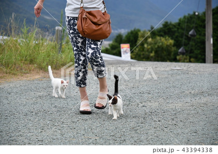 猫・野良猫 猫・野良猫 43394338