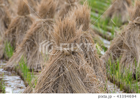 田んぼ 収穫後 田んぼ 収穫後 43394694