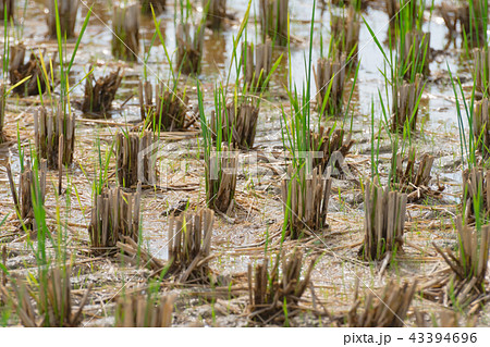 田んぼ　収穫後 43394696