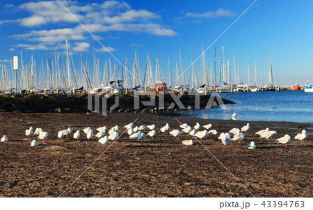 Geelong beach Australia 43394763