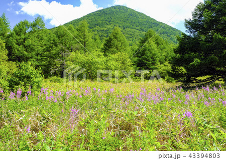 ヤナギランと篭ノ登山 43394803