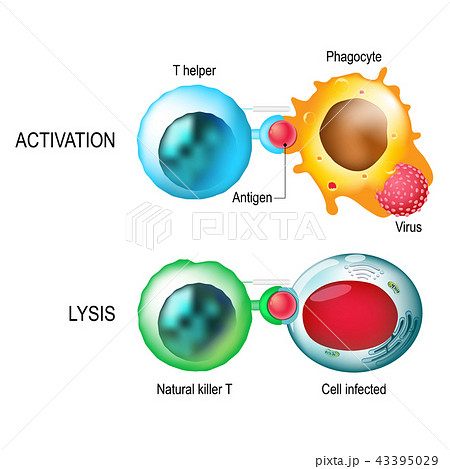 T-cell. Activation and lysis of the leukocytes. 43395029