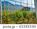 red cherry tomato farm at Thailand 43395590