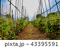 red cherry tomato farm at Thailand 43395591