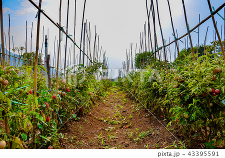 red cherry tomato farm at Thailand 43395591