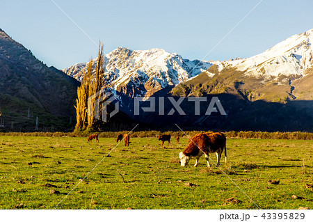 Argentine Chilean Patagonian landscape with freely grazing cows near a river. Group of cows in 43395829