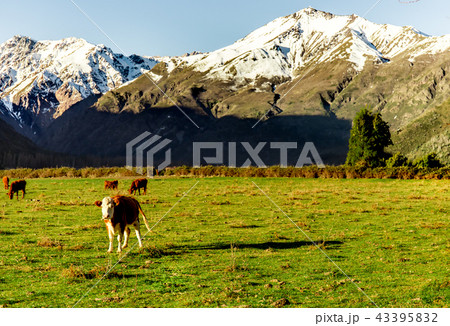 Argentine Chilean Patagonian landscape with freely grazing cows near a river. Group of cows in Argentine Chilean Patagonian landscape with freely grazing cows near a river. Group of cows in 43395832