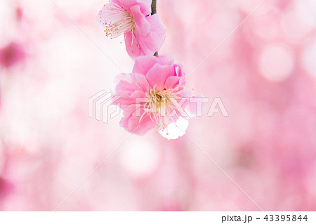 plum blossom season plum blossom season 43395844