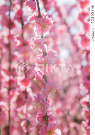plum blossom season plum blossom season 43395846