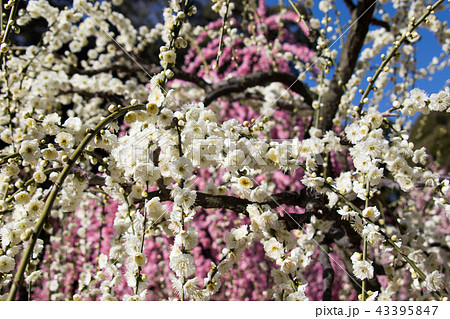plum blossom season plum blossom season 43395847
