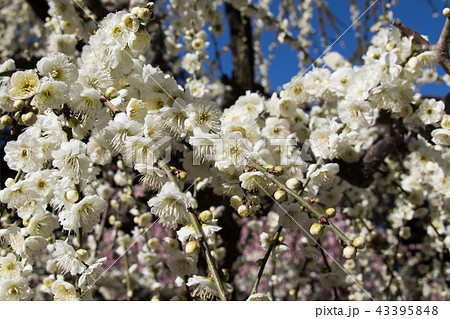 plum blossom season plum blossom season 43395848