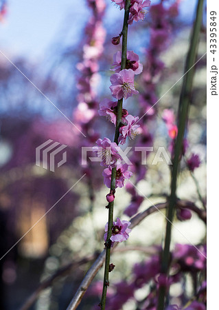 plum blossom season plum blossom season 43395849