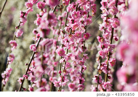 plum blossom season plum blossom season 43395850