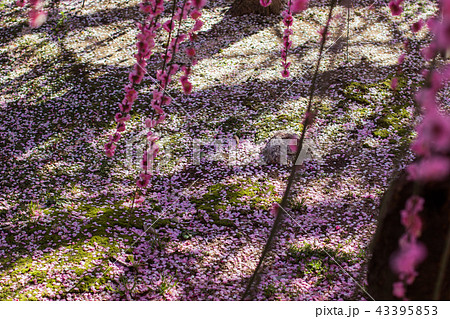 plum blossom season plum blossom season 43395853