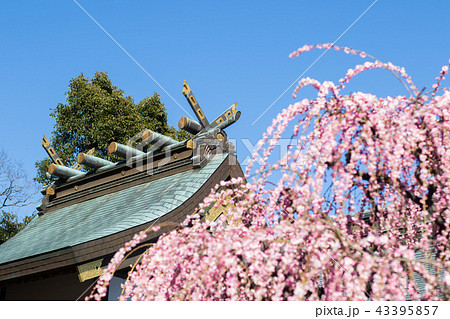 plum blossom season 43395857