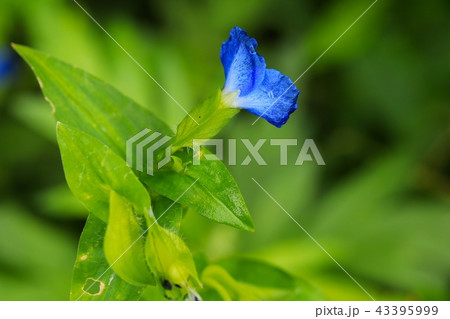 ツユクサ 43395999