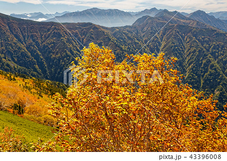 鹿島槍ヶ岳稜線のダケカンバの黄葉と種池山荘・針ノ木岳と槍穂高遠望 43396008
