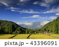 秋空の元　収穫を待つ白馬青鬼の棚田 43396091