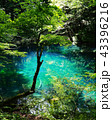 滝壺の池 43396216