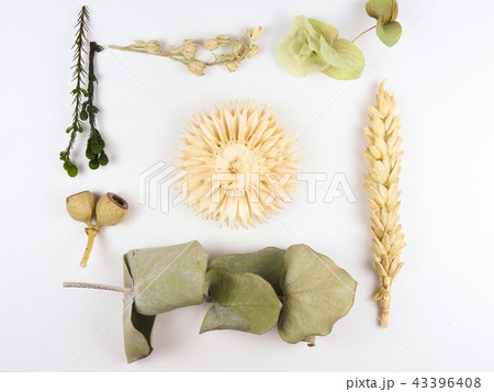 Natural subject.Dry plant . Decoration material. Natural subject.Dry plant . Decoration material. 43396408