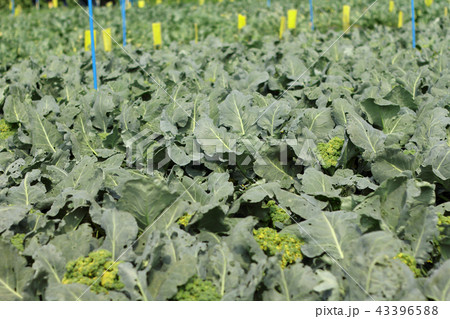 Fresh Broccoli plant in the garden with blurred. 43396588