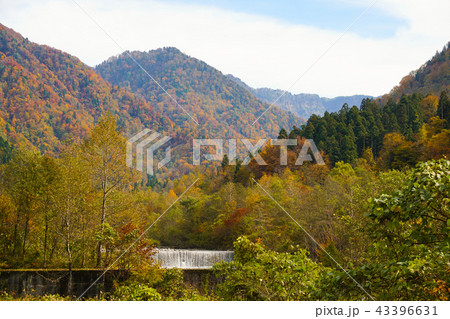 称名川と美しい紅葉　立山駅周辺　富山県立山町 43396631