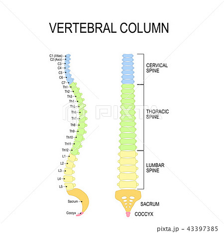 Vertebral column