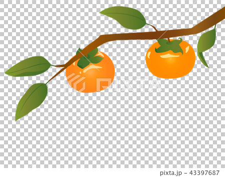 Persimmon 2 43397687
