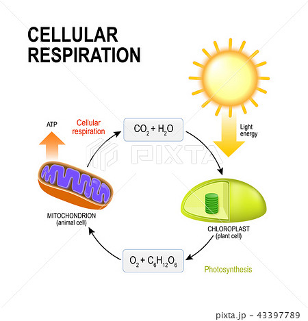 Cellular respiration. 43397789