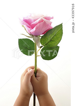 バラの花 告白 感謝 プレゼントの写真素材