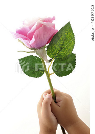 バラの花 告白 感謝 プレゼント バラの花 告白 感謝 プレゼント 43397918