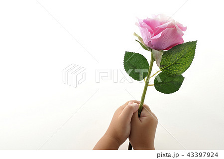 バラの花　告白　感謝　プレゼント 43397924