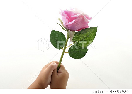 バラの花 告白 感謝 プレゼントの写真素材 バラの花 告白 感謝 プレゼントの写真素材