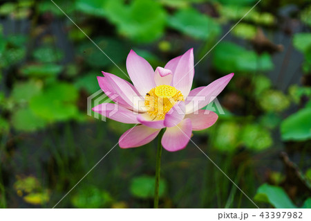 Pink lotus flower in nature on the way. 43397982