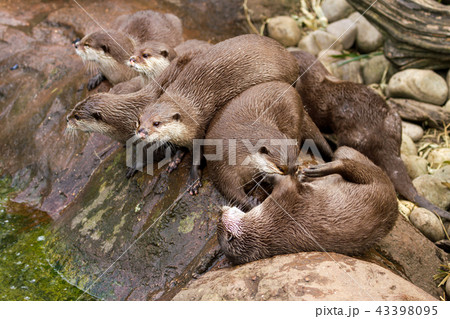 Lovely playful otters have fun outdoors nature Lovely playful otters have fun outdoors nature 43398095