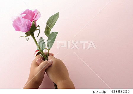 バラの花 告白 感謝 プレゼントの写真素材