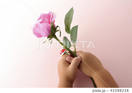 バラの花 告白 感謝 プレゼントの写真素材 バラの花 告白 感謝 プレゼントの写真素材