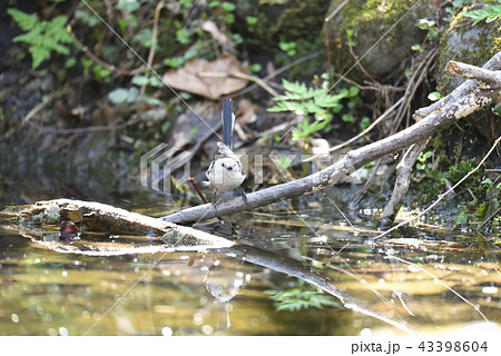 シマエナガ 43398604