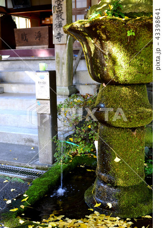 イチョウの黄葉で黄色に染まる雲厳禅寺 43398641