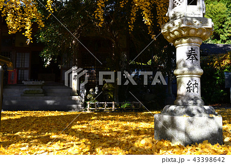 イチョウの黄葉で黄色に染まる雲厳禅寺 43398642