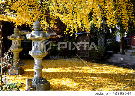 イチョウの黄葉で黄色に染まる雲厳禅寺 43398644