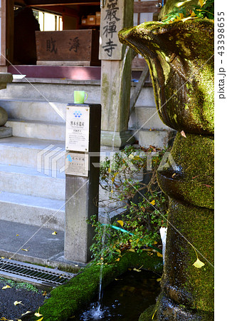 イチョウの黄葉で黄色に染まる雲厳禅寺 43398655
