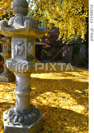 イチョウの黄葉で黄色に染まる雲厳禅寺 イチョウの黄葉で黄色に染まる雲厳禅寺 43398658